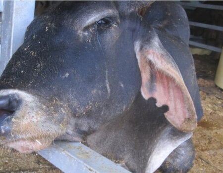 Cow on Australian Live Export Ship