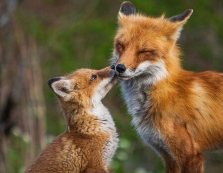 a baby and adult fox