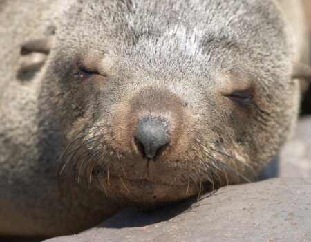 fur seal