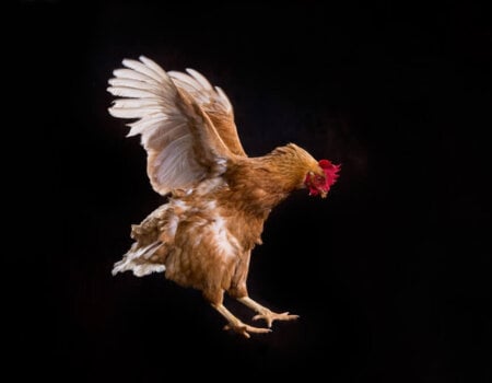 Flying chicken