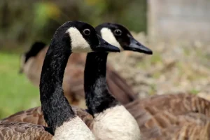 Geese fall in love and are loyal to their partner for life, even when facing danger.