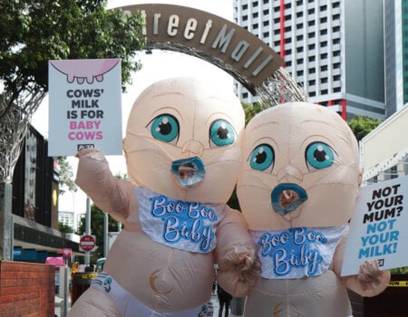 PETA's giant babies at Queen Street Malls