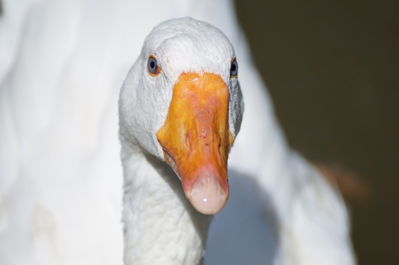 Down Is Plucking Hell for Geese and Ducks