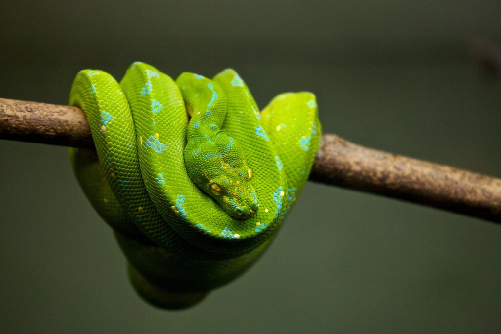 a green snake