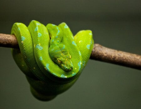 a green snake