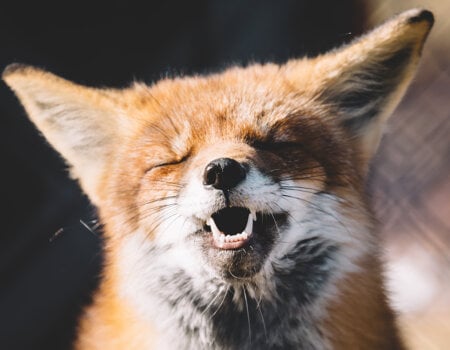 A photo of a happy fox.