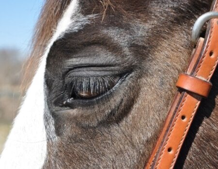 Sad eyes racehorse