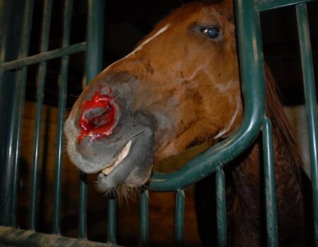 A horse pushed to his limits for "entertainment"