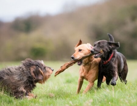 Happy, Healthy Desexed Animals