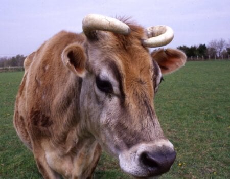 Cow used for leather