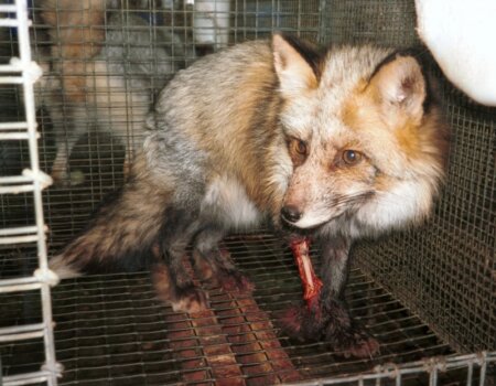 Injured fox on fur farm