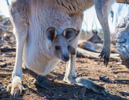 A kangaroo and her joey.