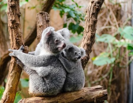 Image of a Koala