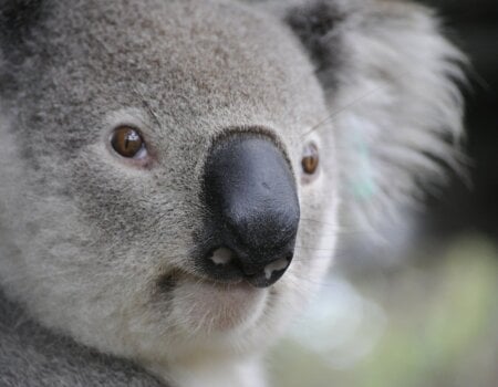 the face of a koala