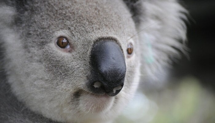 the face of a koala