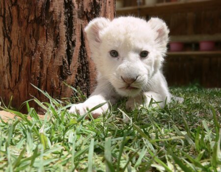 White lion cub