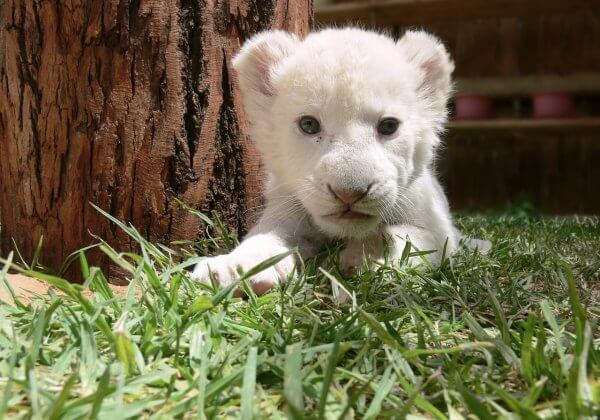 White lion cub