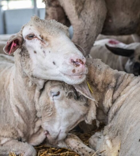 Sheep on a live export ship