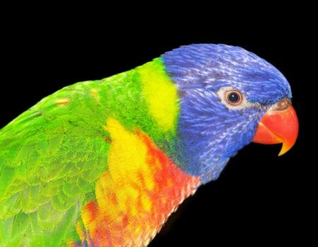 lorikeet