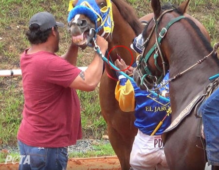 a man injecting a horse in the neck