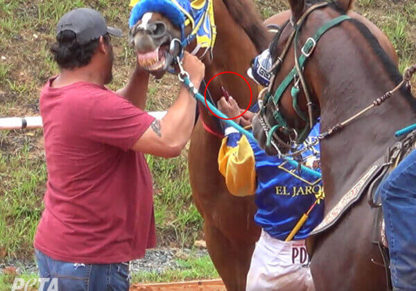 America’s Deadly World of Underground Horse Races