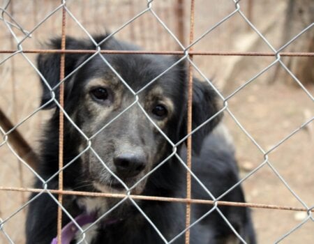 a dog behind a fence