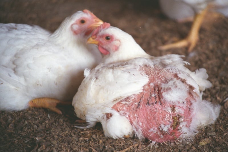 The Truth About Chickens Used for Meat in Australia