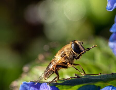 A honeybee on a flower