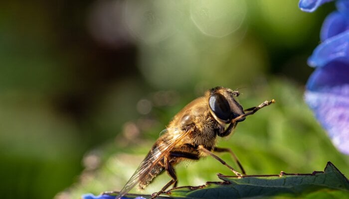 A honeybee on a flower