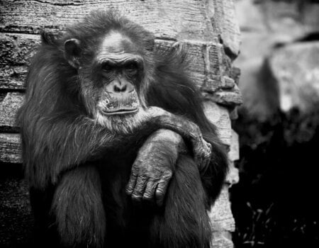 Sad Monkey in Zoo