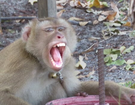 A monkey with canine teeth removed.