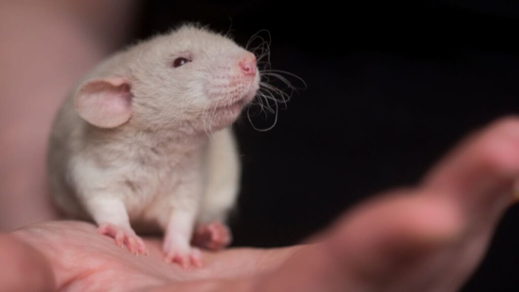 a mouse in a human hand