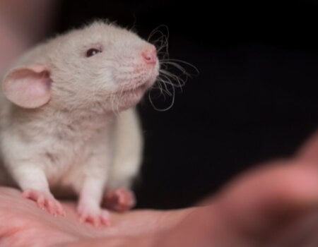 a mouse in a human hand