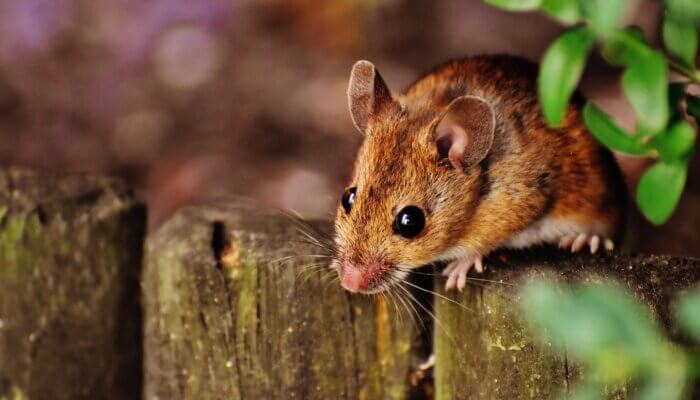 Cruel Glue Traps Are Now Banned in NSW 