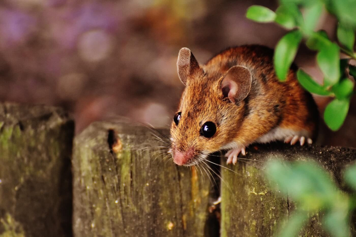 Cruel Glue Traps Are Now Banned in NSW 