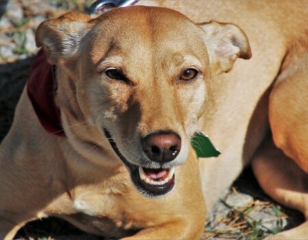 A dog lying down