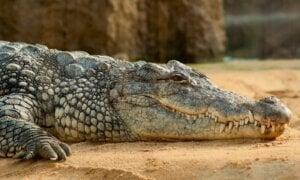 A photo of a crocodile