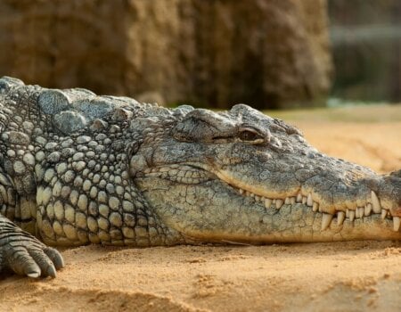 A photo of a crocodile