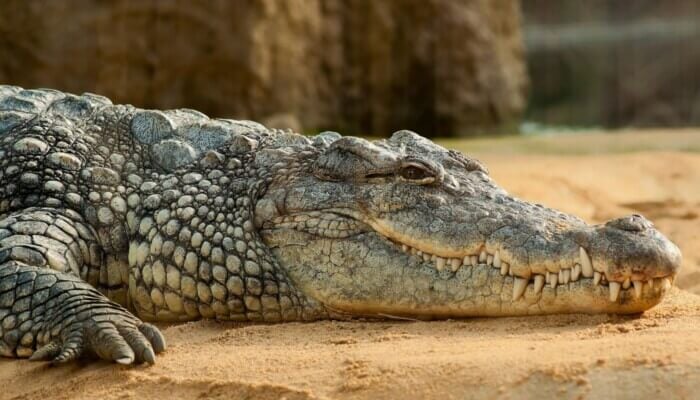 A photo of a crocodile