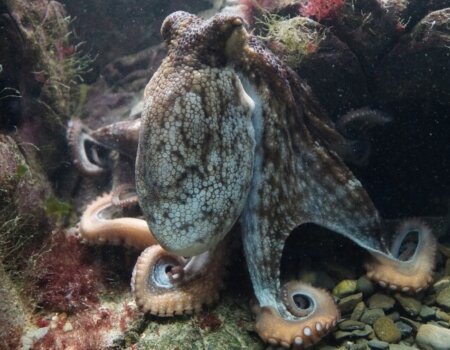 Octopus in Aquarium