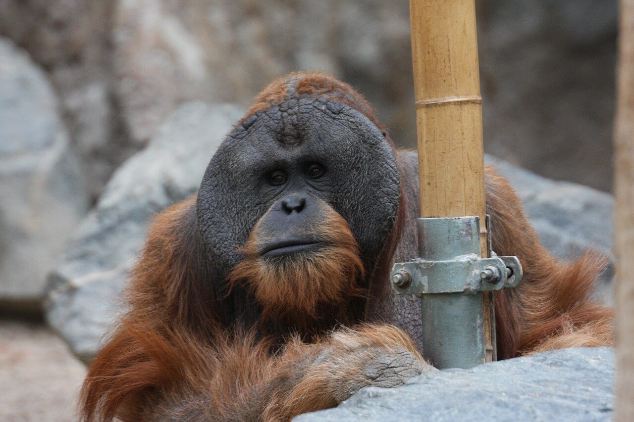 Captive Orangutan Dies After Losing Seventh Baby