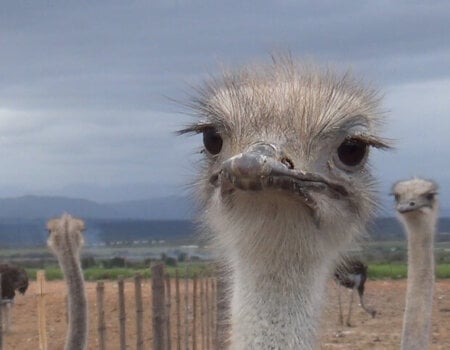 A juvenile ostrich confined to a barren feedlot.