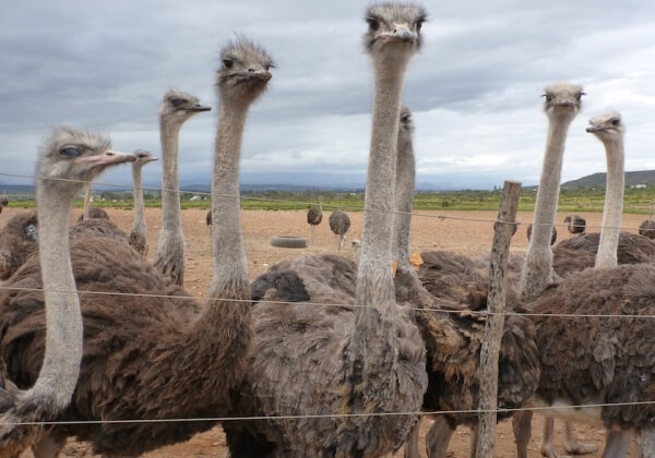 Ostriches in Feedlot