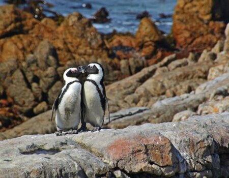 Penguin Couple