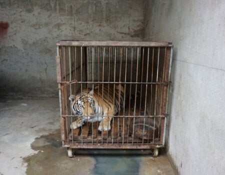 Tiger kept in circus cage