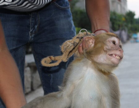 Monkey Terrified in Chinese Circus Training