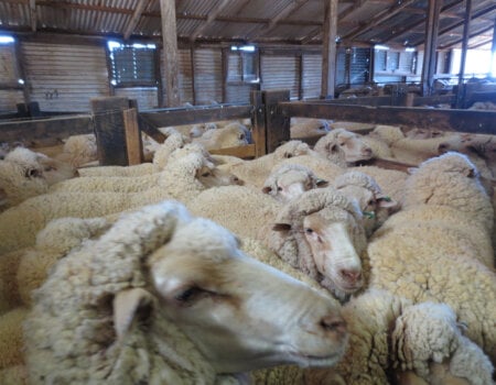 sheep crammed into a shed