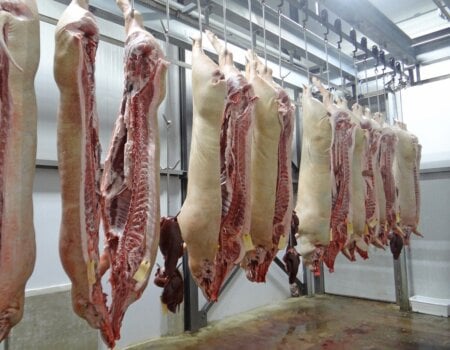 A photo of pig carcasses in an abattoir.