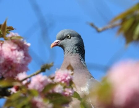 pigeon