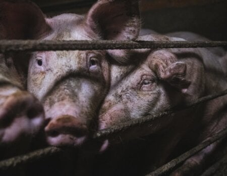 Pigs on a factory farm